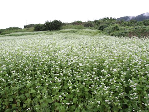 Fagopyrum esculentum