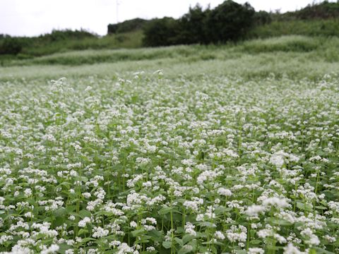 Fagopyrum esculentum