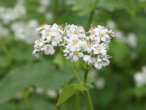 Fagopyrum esculentum