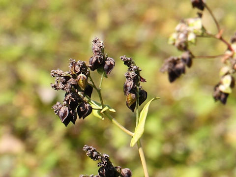 Fagopyrum esculentum