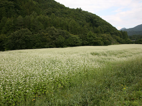 Fagopyrum esculentum