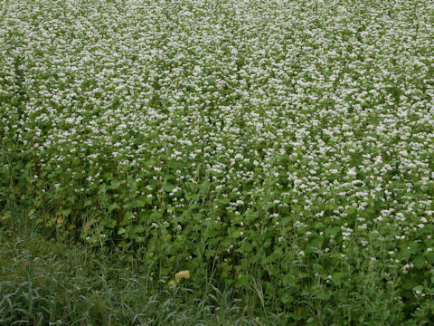 Fagopyrum esculentum