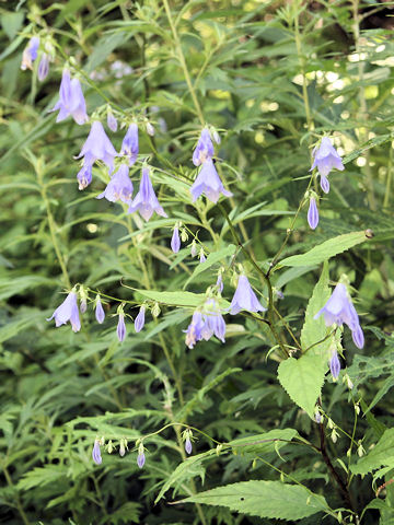 Adenophora remotiflora