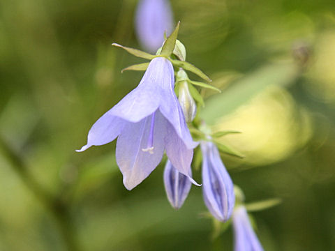 Adenophora remotiflora