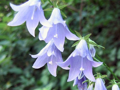 Adenophora remotiflora