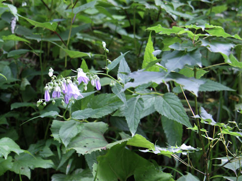 Adenophora remotiflora