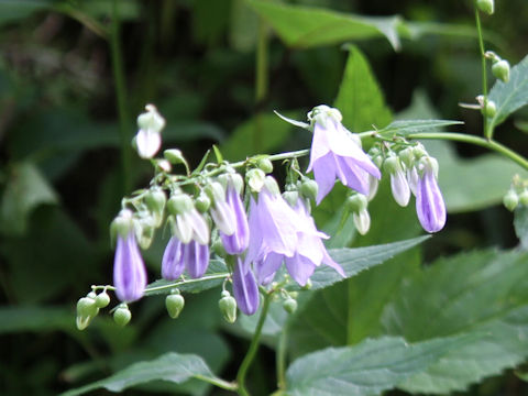 Adenophora remotiflora