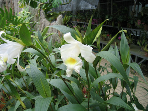 Sobralia xantholeuca