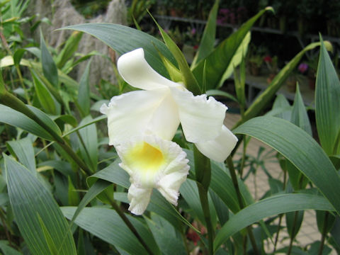 Sobralia xantholeuca