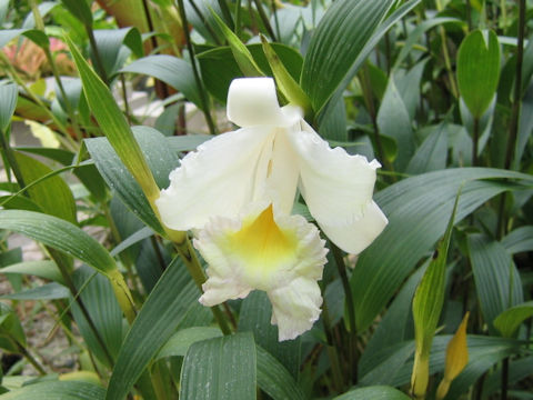 Sobralia xantholeuca