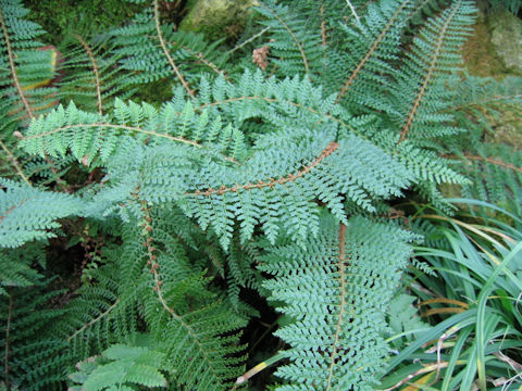 Polystichum setiferum