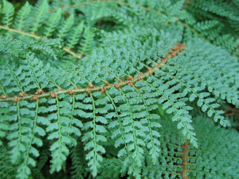 Polystichum setiferum