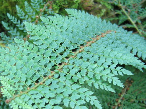 Polystichum setiferum