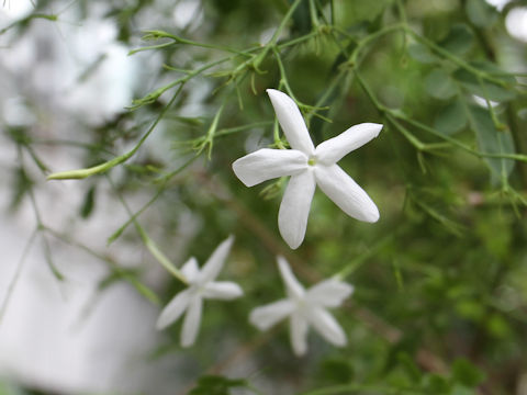 Jasminum grandiflorum