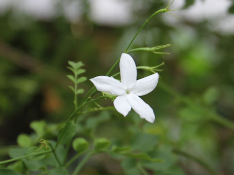 Jasminum grandiflorum