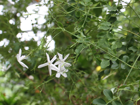 Jasminum grandiflorum