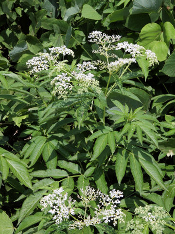 Sambucus chinensis