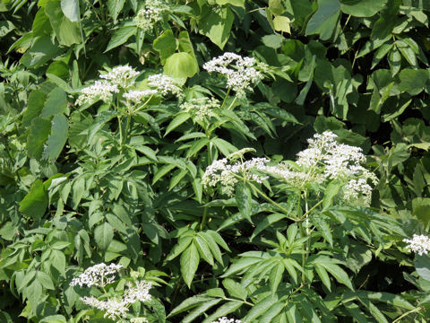 Sambucus chinensis