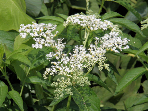 Sambucus chinensis