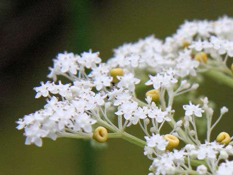 Sambucus chinensis