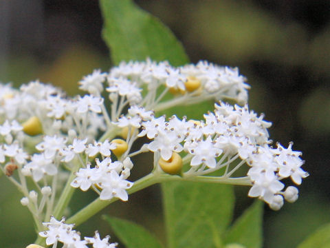 Sambucus chinensis