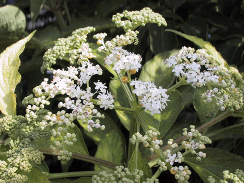 Sambucus chinensis