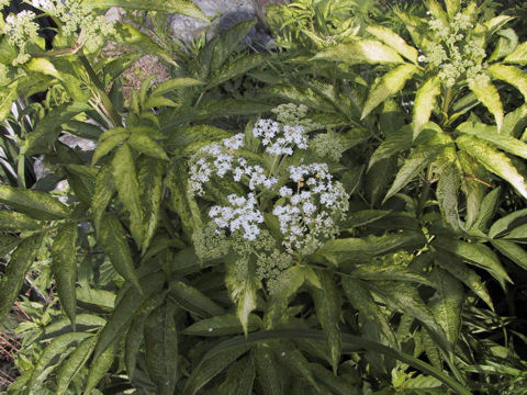 Sambucus chinensis