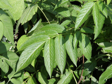 Sambucus chinensis