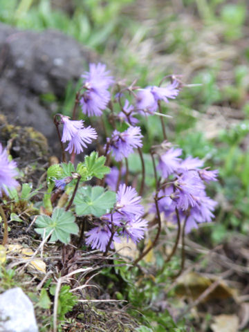 Soldanella alpina