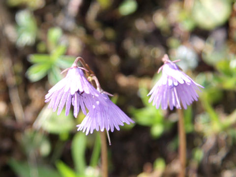 Soldanella alpina