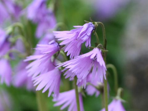 Soldanella alpina