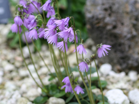 Soldanella alpina