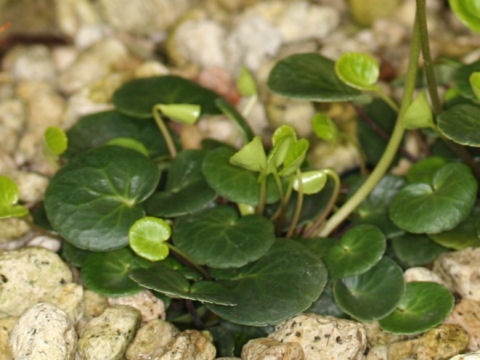 Soldanella alpina