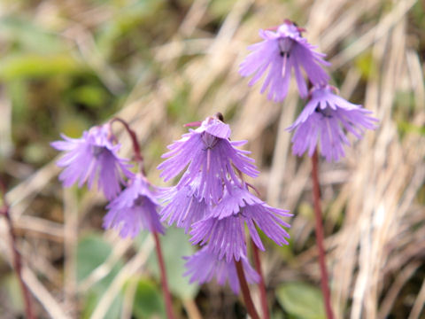 Soldanella alpina