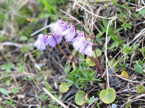 Soldanella alpina