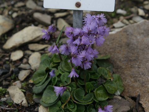 Soldanella alpina