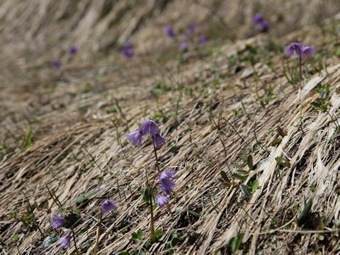 Soldanella alpina