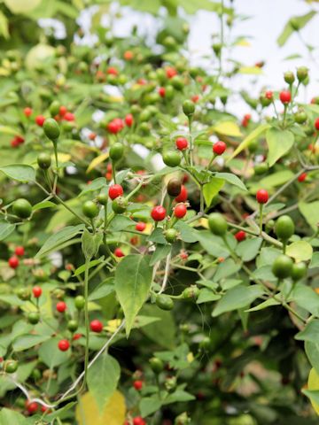 Solanum dulcamara