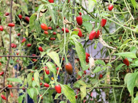 Solanum dulcamara