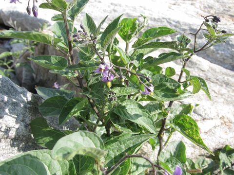 Solanum dulcamara