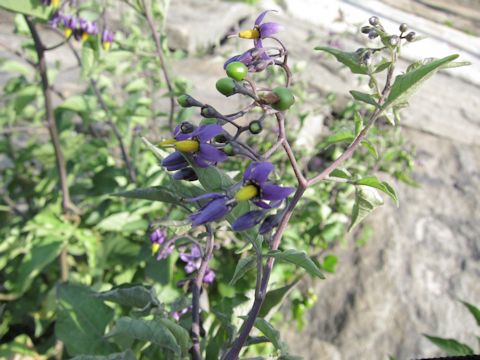 Solanum dulcamara