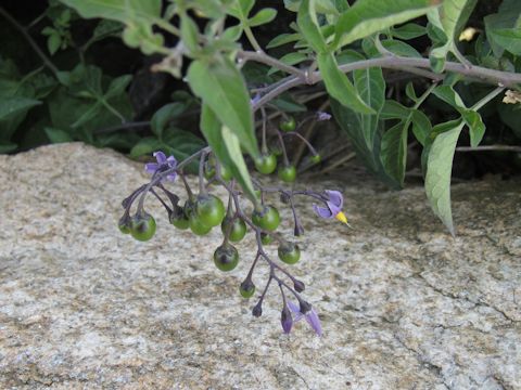 Solanum dulcamara