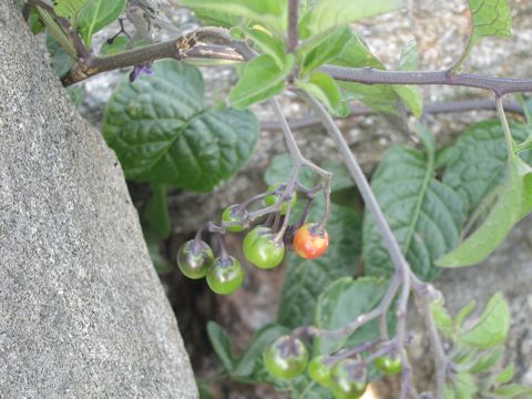 Solanum dulcamara