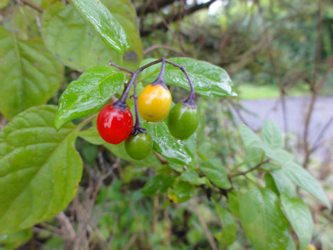 Solanum dulcamara