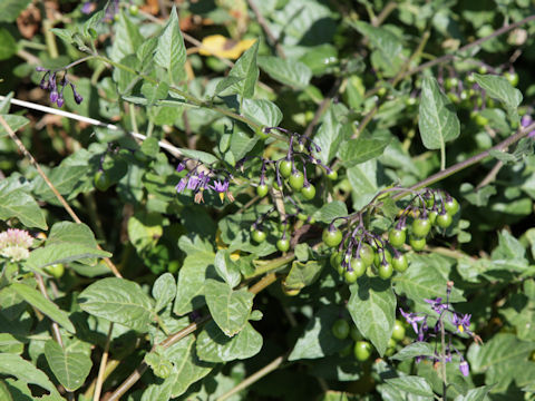 Solanum dulcamara