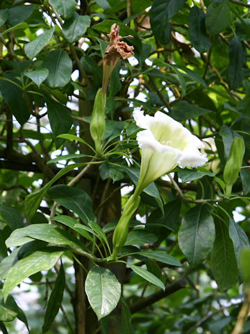 Solandra longiflora