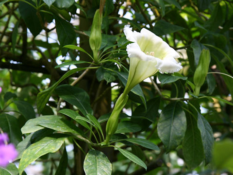 Solandra longiflora