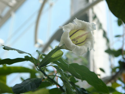 Solandra longiflora