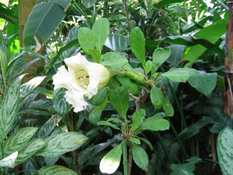 Solandra longiflora