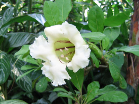 Solandra longiflora